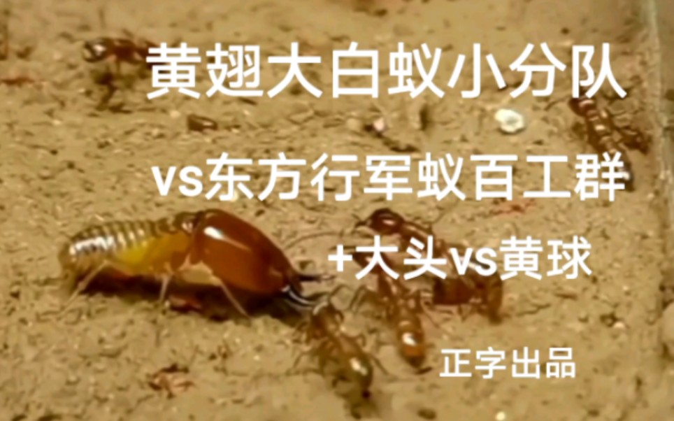 黃翅大白蟻小分隊vs東方行軍蟻百工群 黃球vs大頭