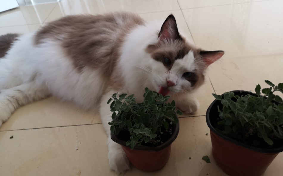 布偶猫人吸猫猫吸猫薄荷猫薄荷