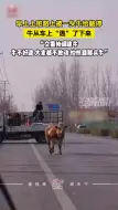 女子上班被牛拦路，牛跳车“出逃”，转圈跑根本逮不住
