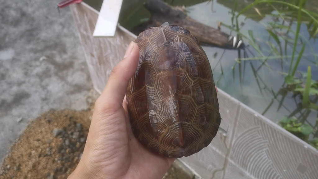 草龟《刀刻纹》_哔哩哔哩_bilibili