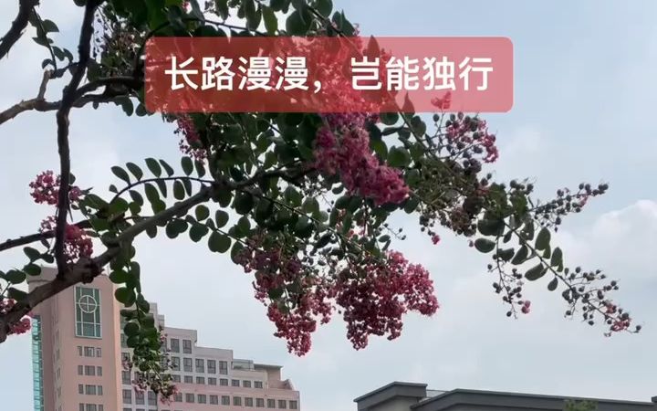 [图]诗人白言诗歌赏析《捣练子·紫薇花》