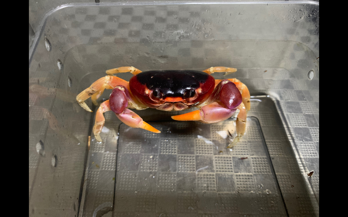 国内首批侧身地蟹饲养记录_哔哩哔哩_bilibili