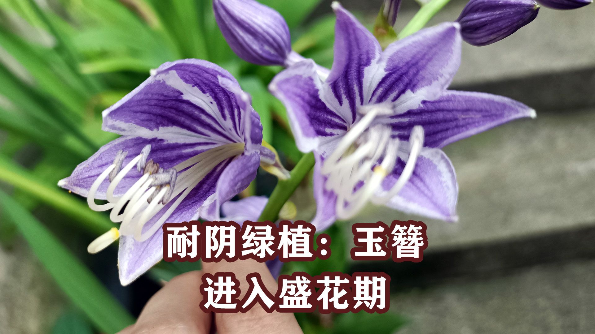 玉簪:耐阴地被绿植,盛花期来临!哔哩哔哩bilibili