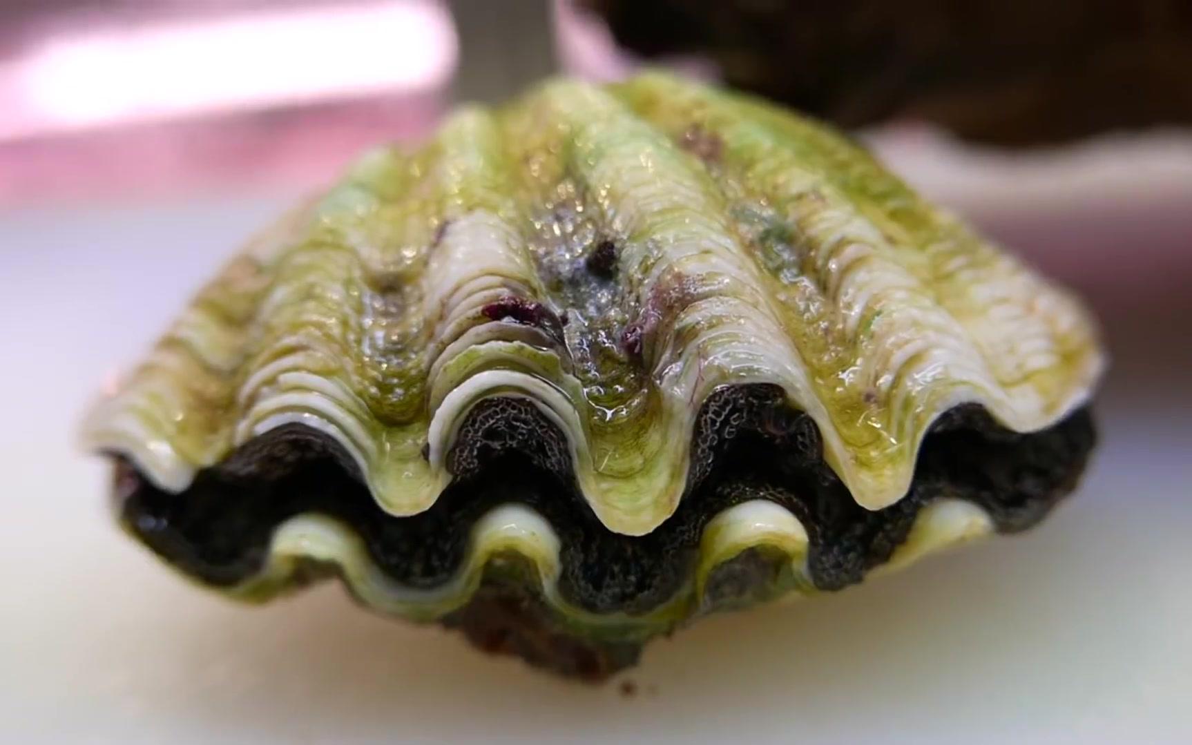 日本大厨切割一只巨型蛤蜊,这种蛤蜊市场价格达到了一百多美金!