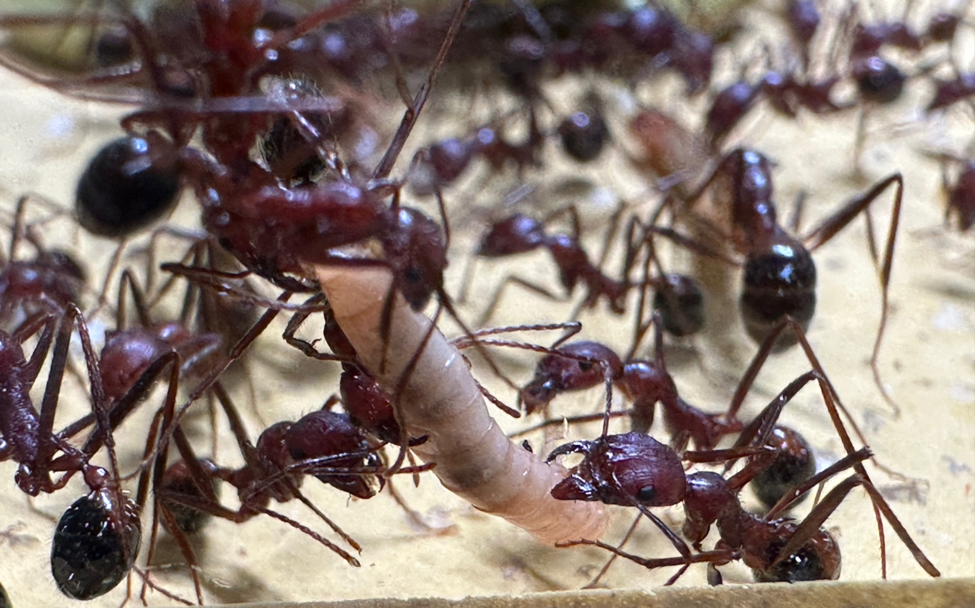 世界第二大收获蚁图片