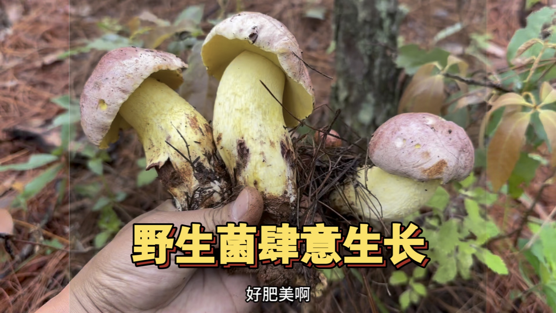 雨后的野生菌肆意生长,一拍一摘根本停不下来,2小时就收获满满,采摘菌子的乐趣和菌子的鲜美让人向往哔哩哔哩bilibili