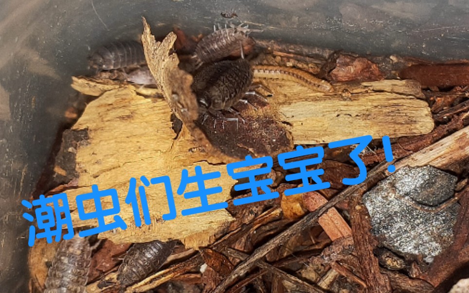 潮虫们生宝宝了,可是没看到,给它们喂一些小鱼干补补!