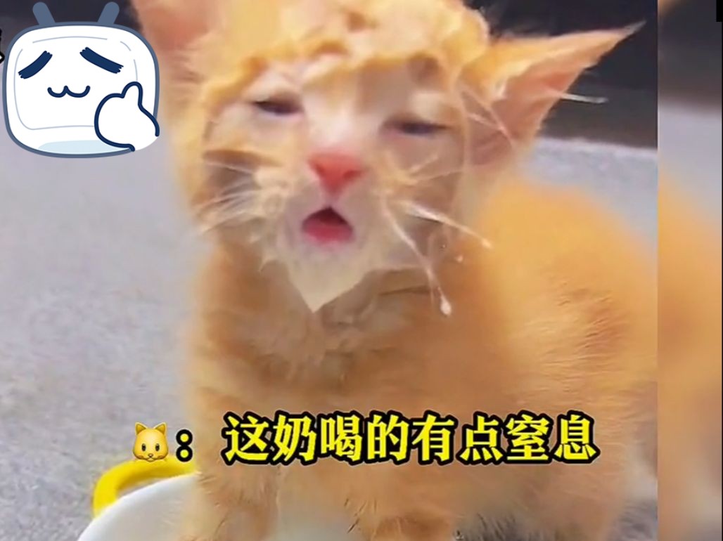 萌宠笨蛋猫猫搞笑瞬间p14