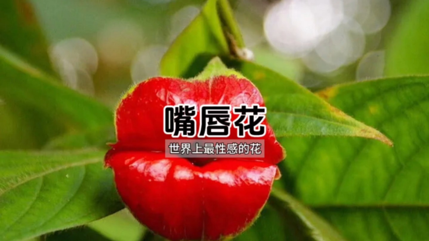 世界上最性感的花——嘴唇花哔哩哔哩bilibili