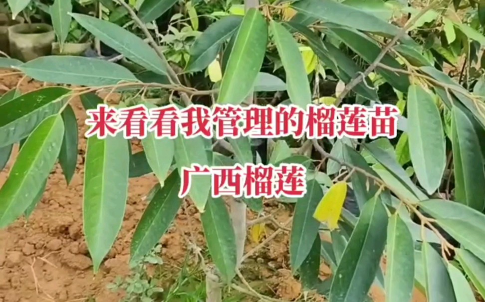 泰国金枕榴莲苗,广西种植成功!哔哩哔哩bilibili