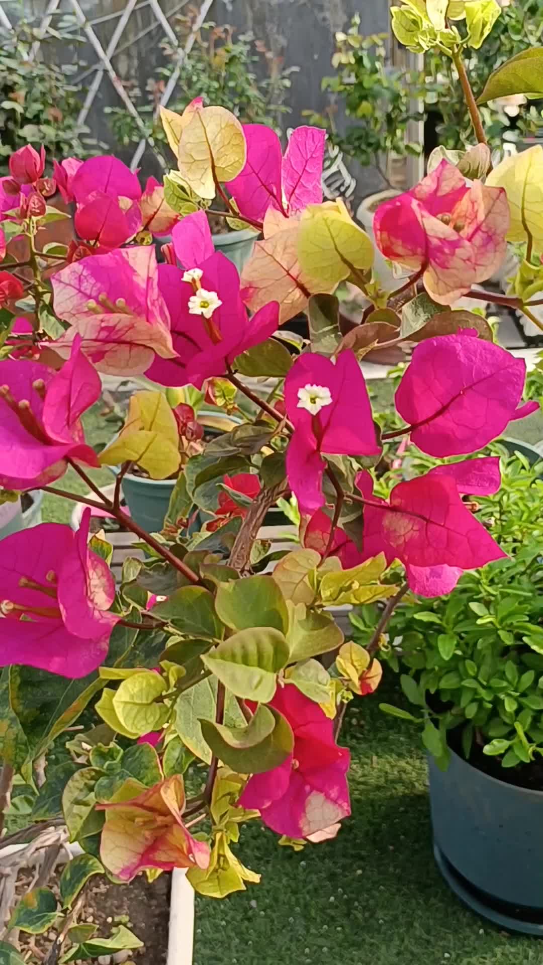 高颜值三角梅--印度画报