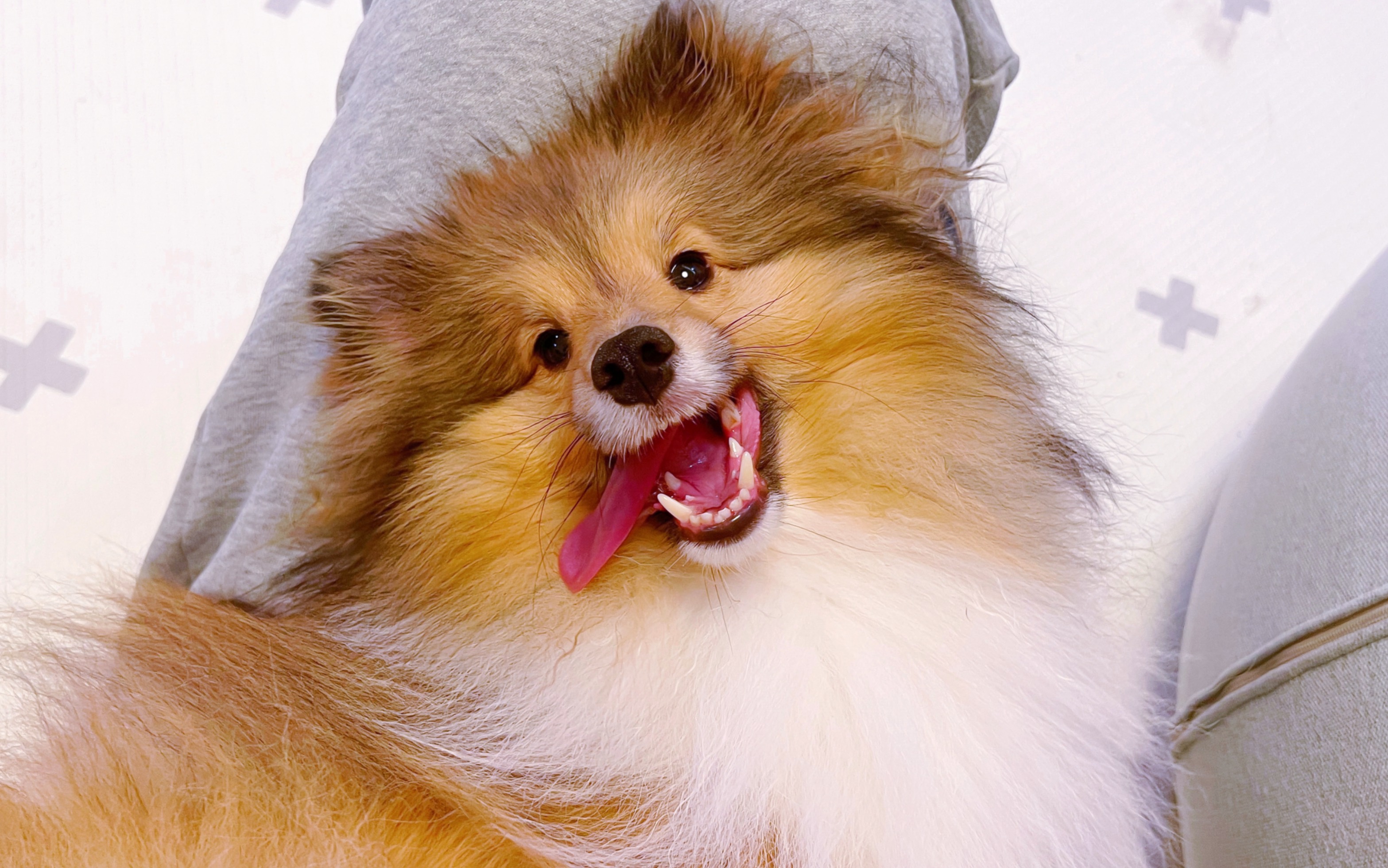 谁能拒绝爱笑的小狗呢