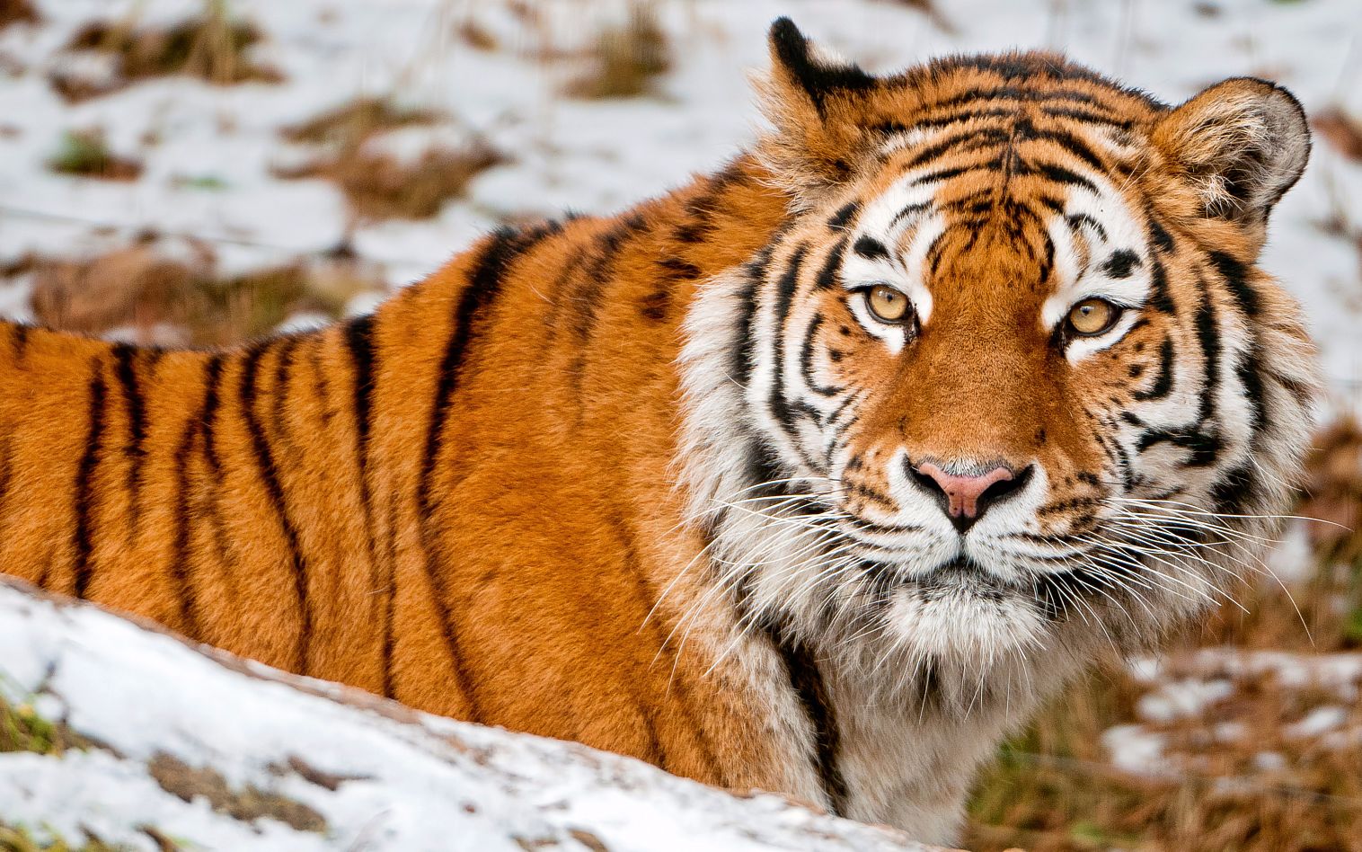 远东野狼刽子手:母东北虎艾罗娜_哔哩哔哩_bilibili