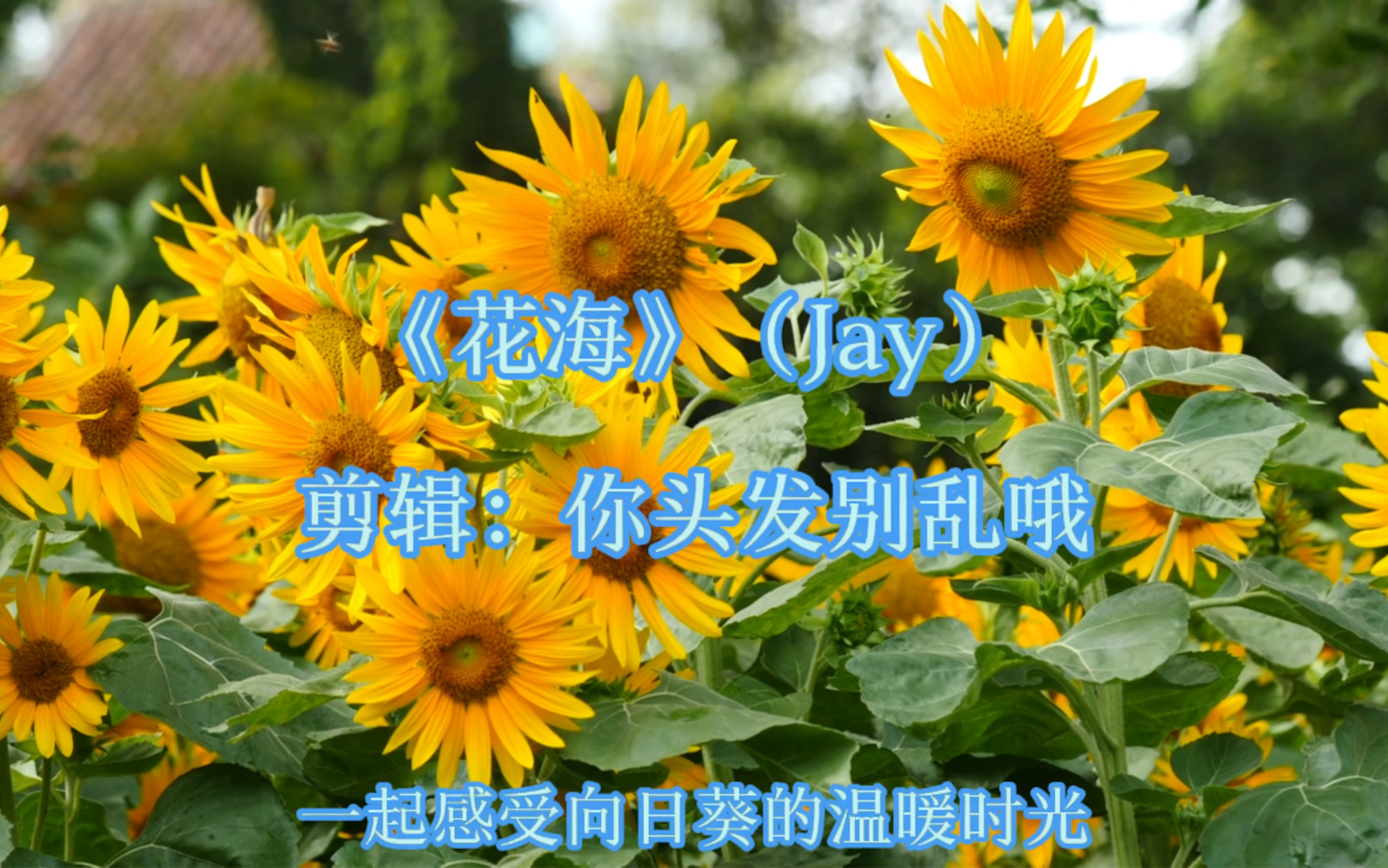 《花海》(Jay)—“不要你离开,距离隔不开,思念变成海”哔哩哔哩bilibili