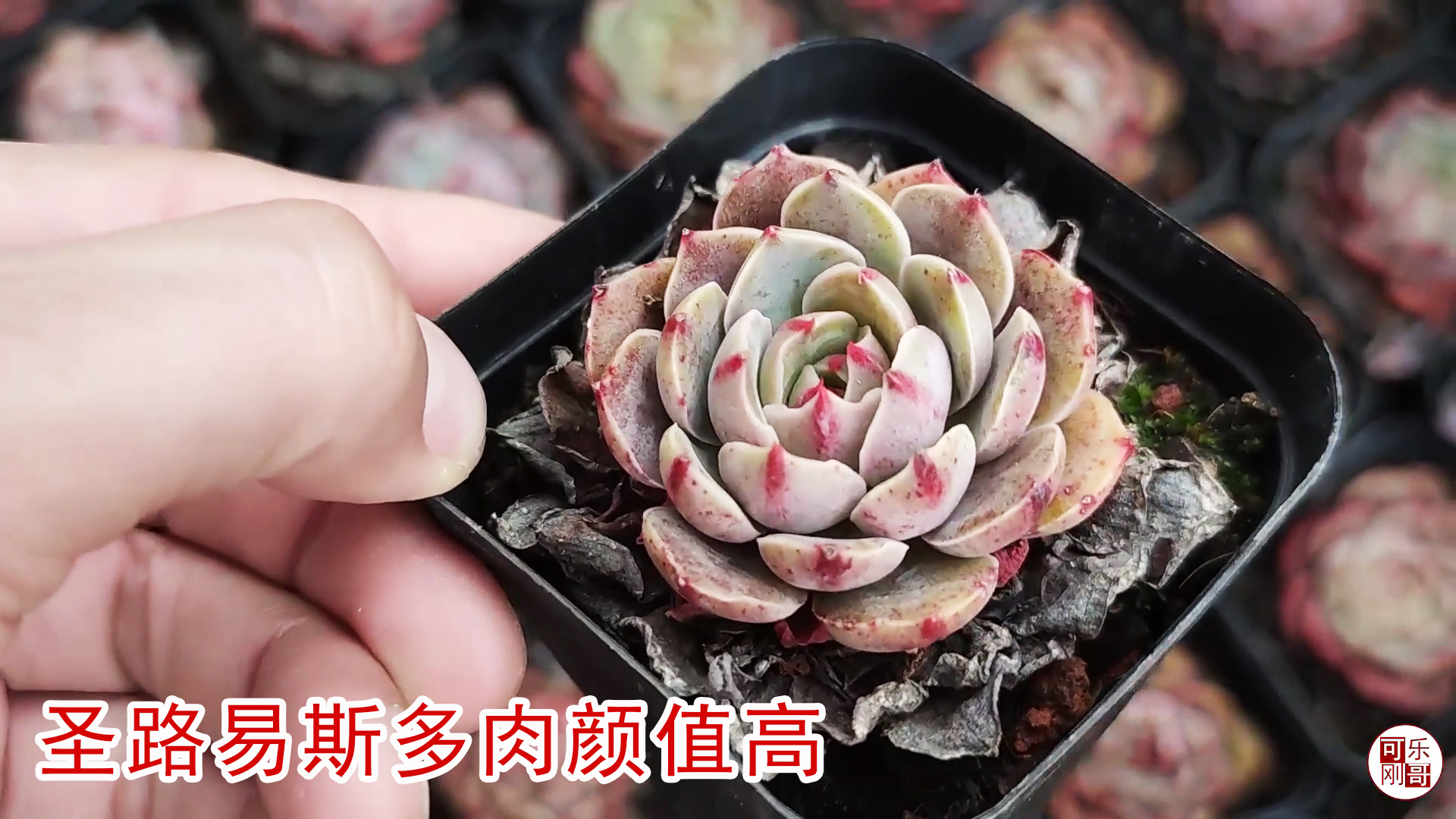 美人痣和圣路易斯多肉小桩挺漂亮,希望春天能长大点!