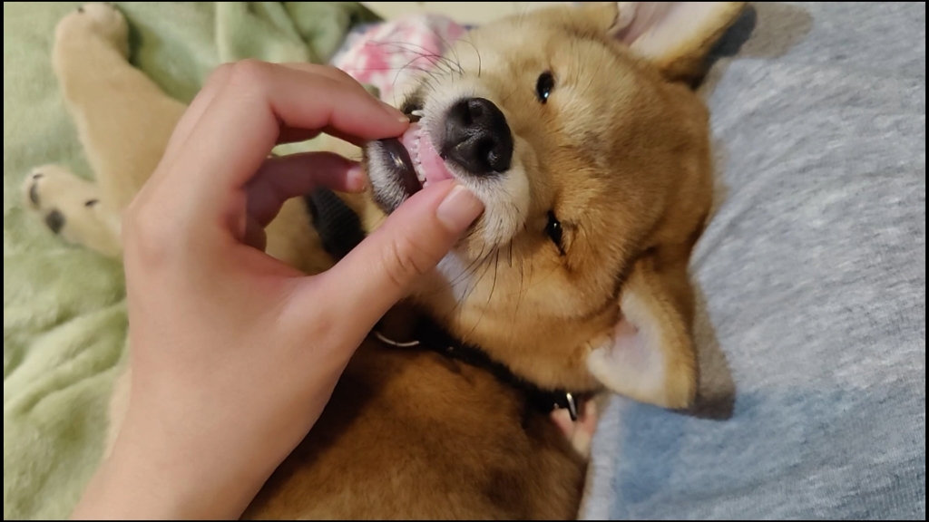 6:/2复:/ 制打开抖音,看看【羊羊的菊花的作品】看看柴犬菊花的小奶牙