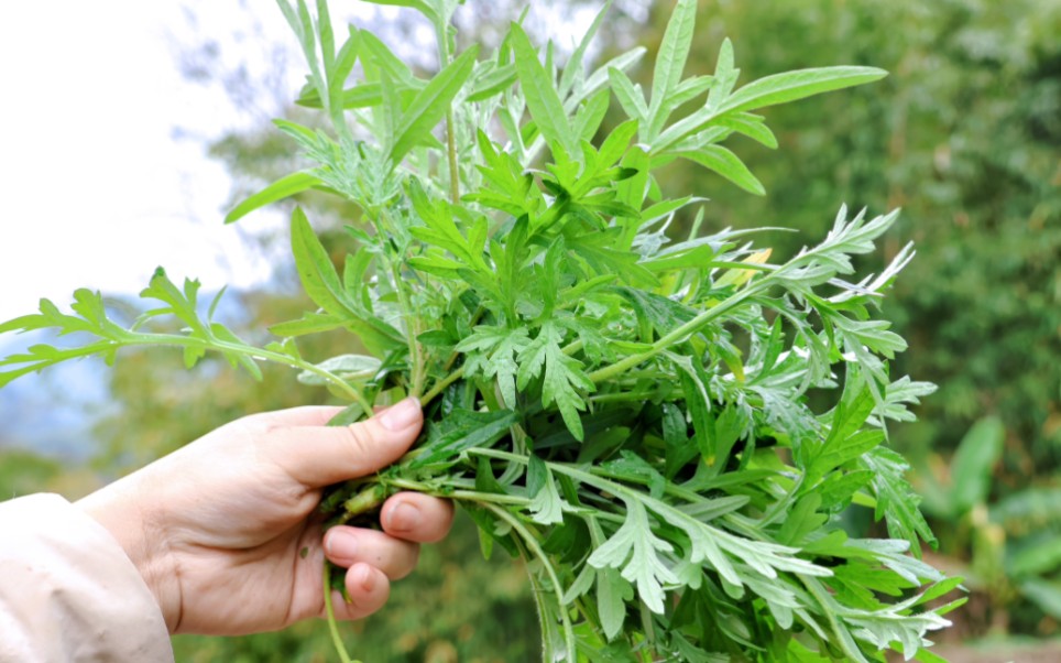 五月艾,又称为青蒿,艾蒿,艾草等,是一种具有很高药用价值的植物.