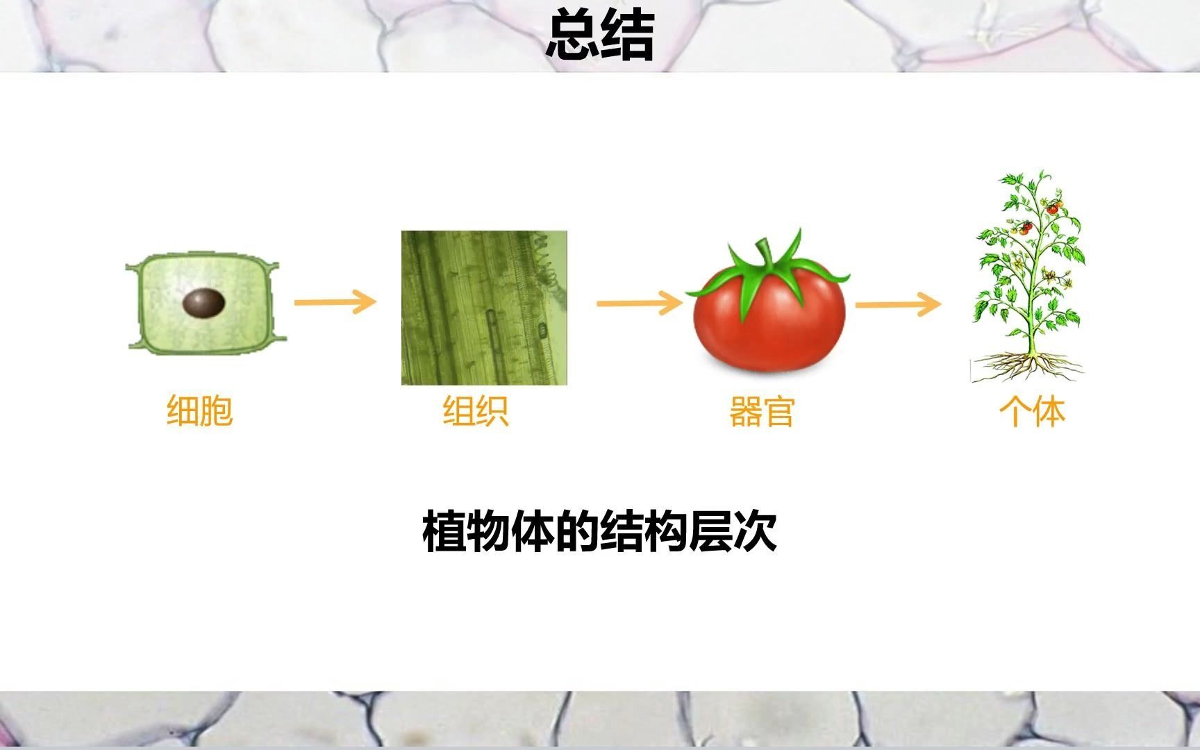 6植物体的结构层次哔哩哔哩bilibili