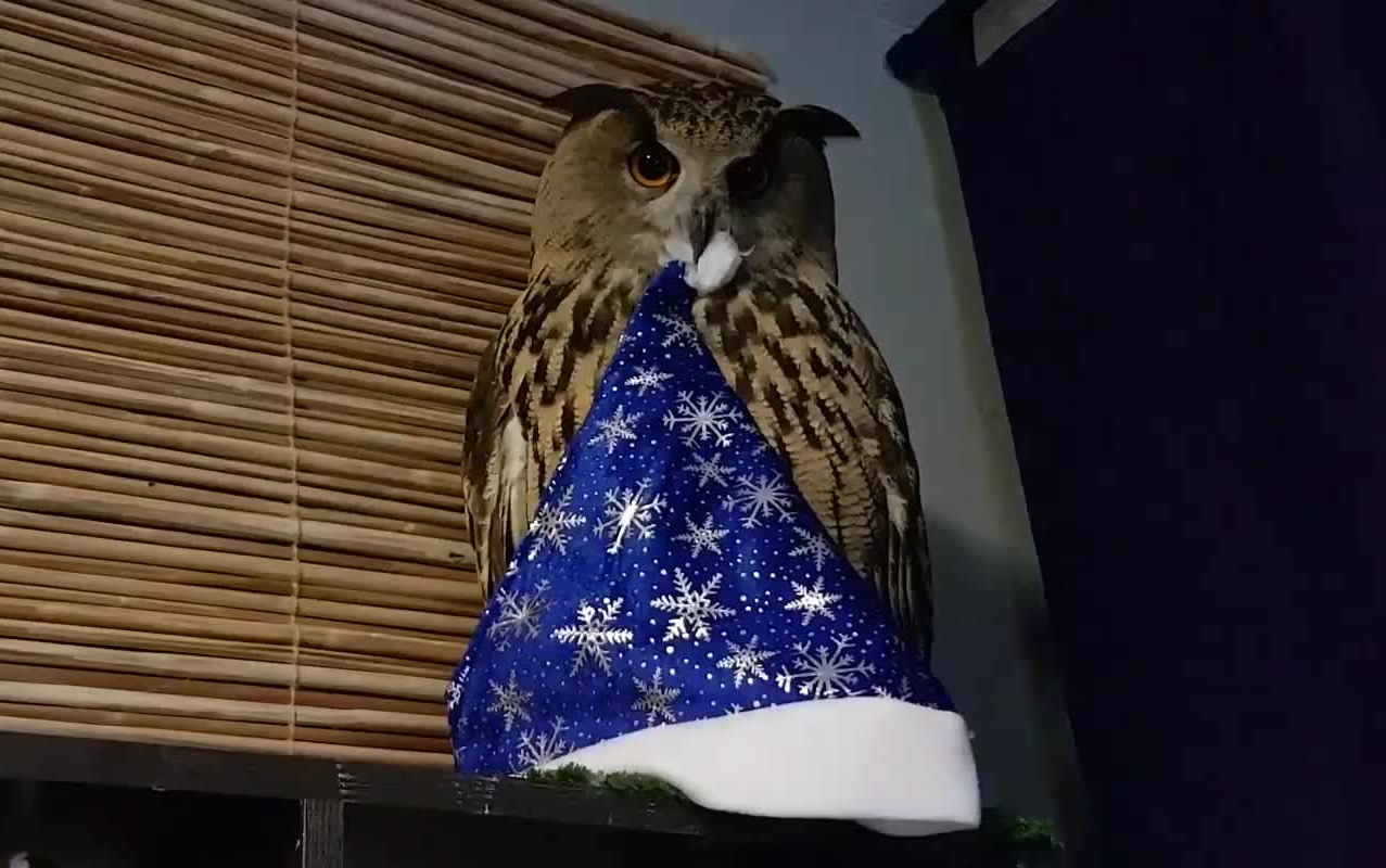 在营造圣诞气氛的雕鸮yoll,猫咪莫洛克和女主人