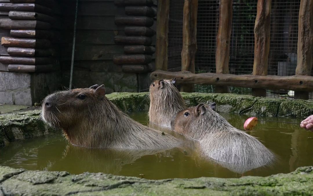 capybara哔哩哔哩bilibili