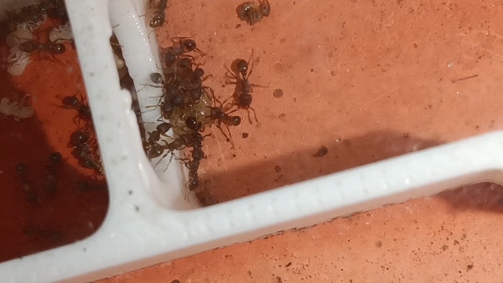 罗氏铺道蚁搬运小珠珠