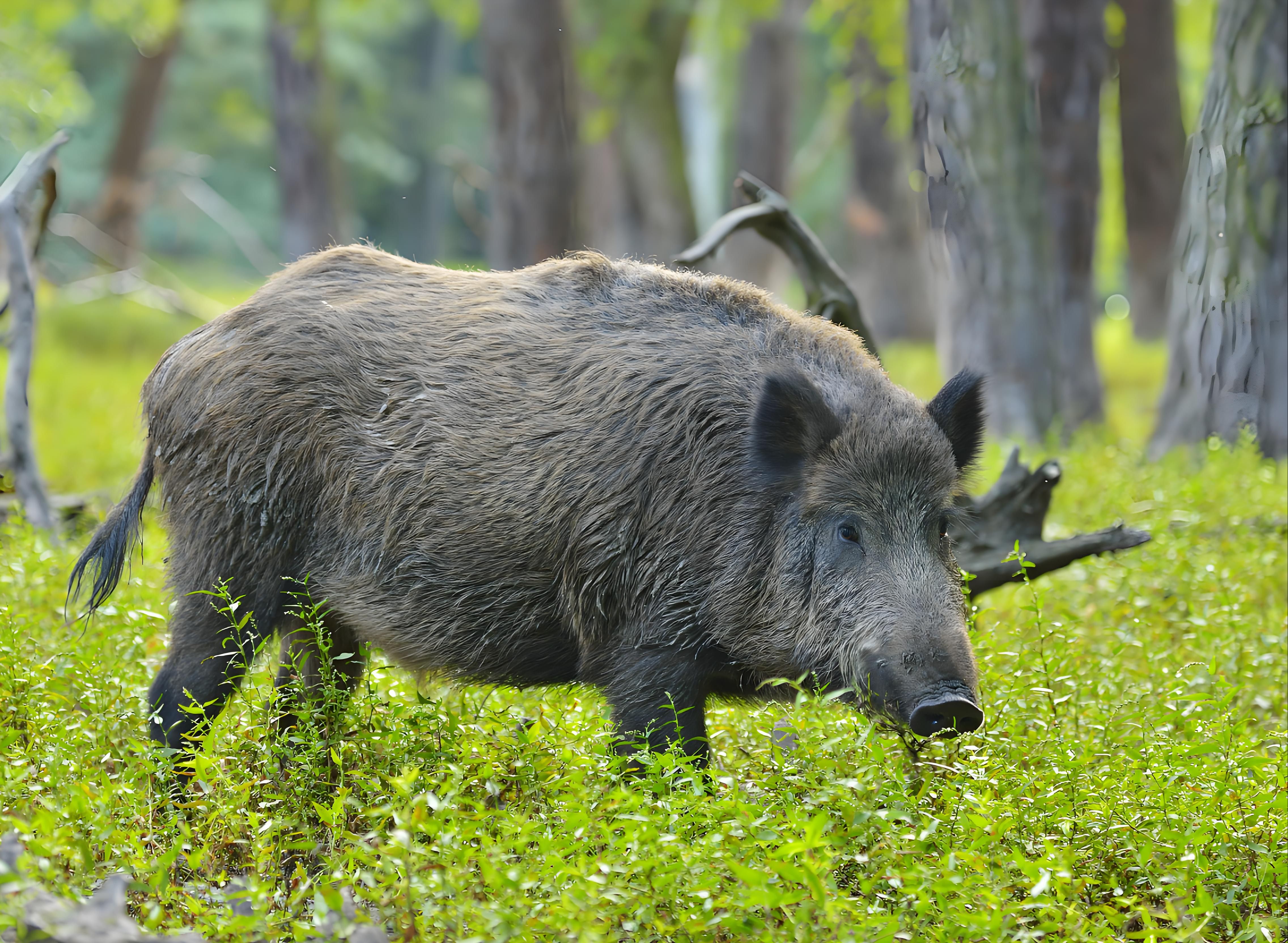 新疆天山天池野猪