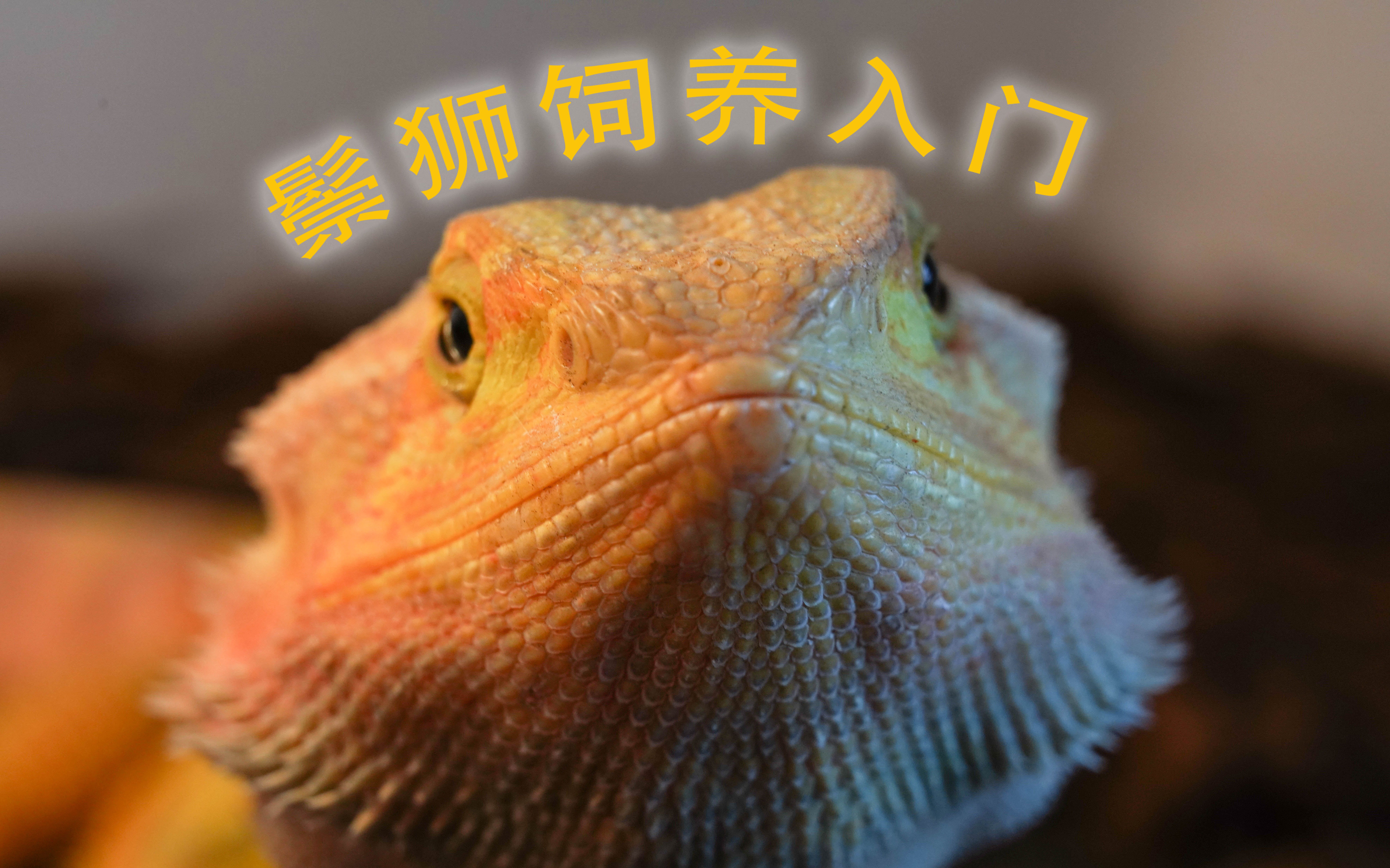 鬃狮蜥饲养基础