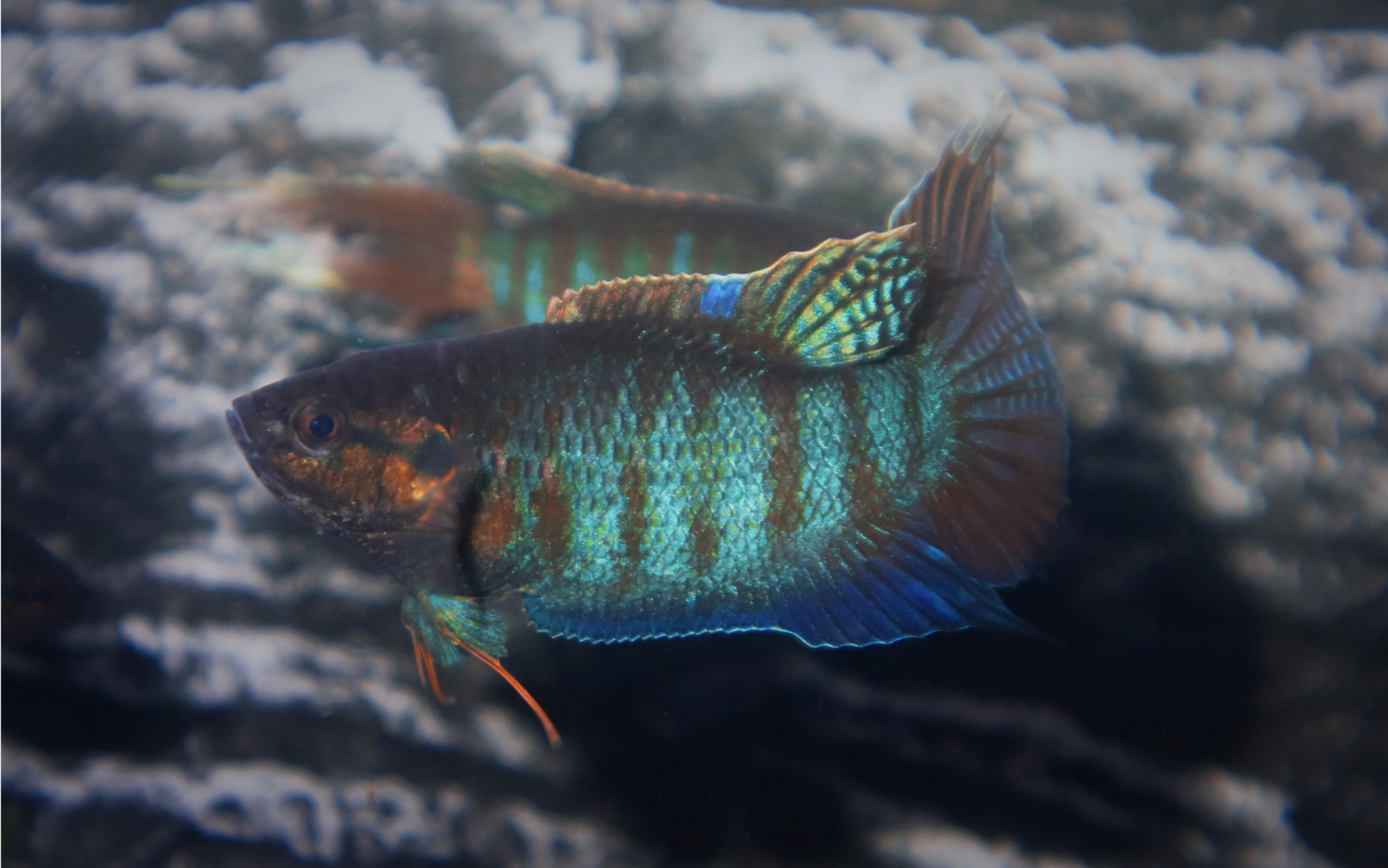 【中国斗鱼】虎头虎脑的小亚成普叉