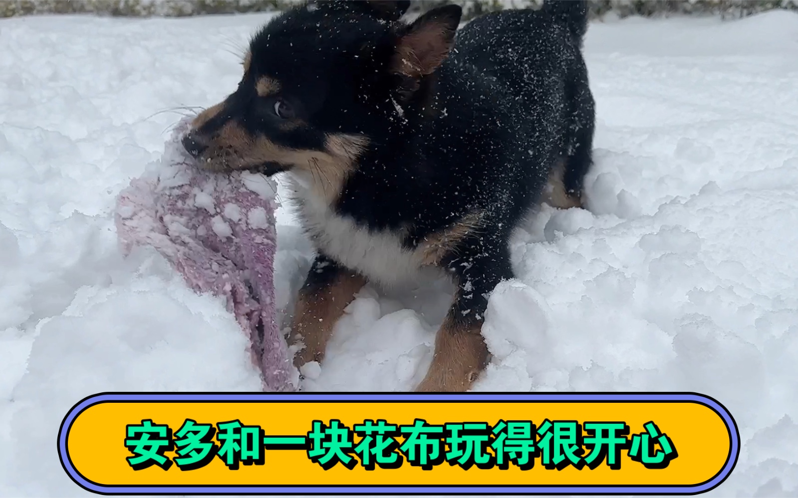 刚收养的小流浪狗安多,在雪地里和一块花布玩得这么开心,真欢乐