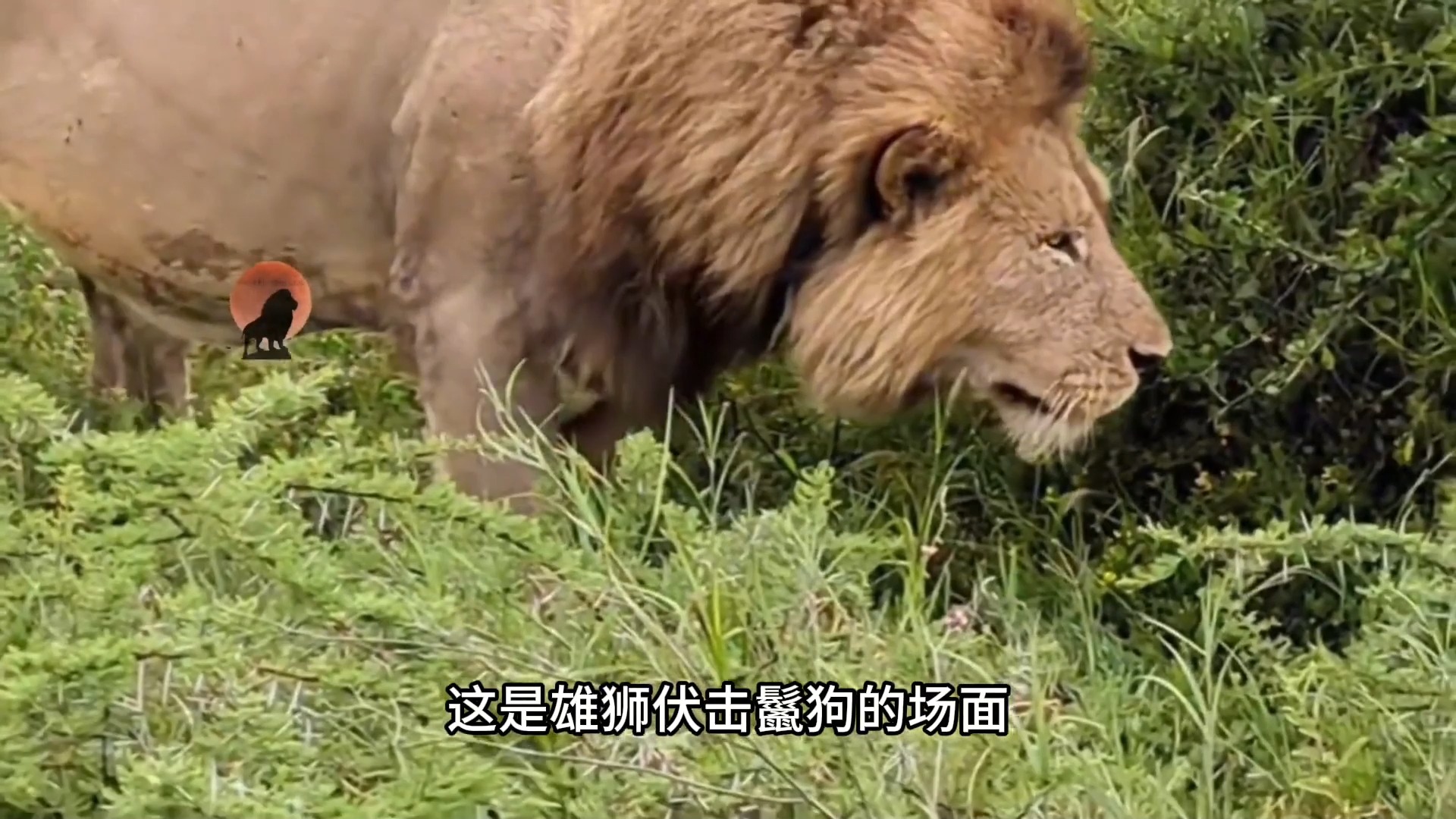 526 雄狮击杀鬣狗的震撼一幕#动物世界 #野生动物零距离 #鬣狗