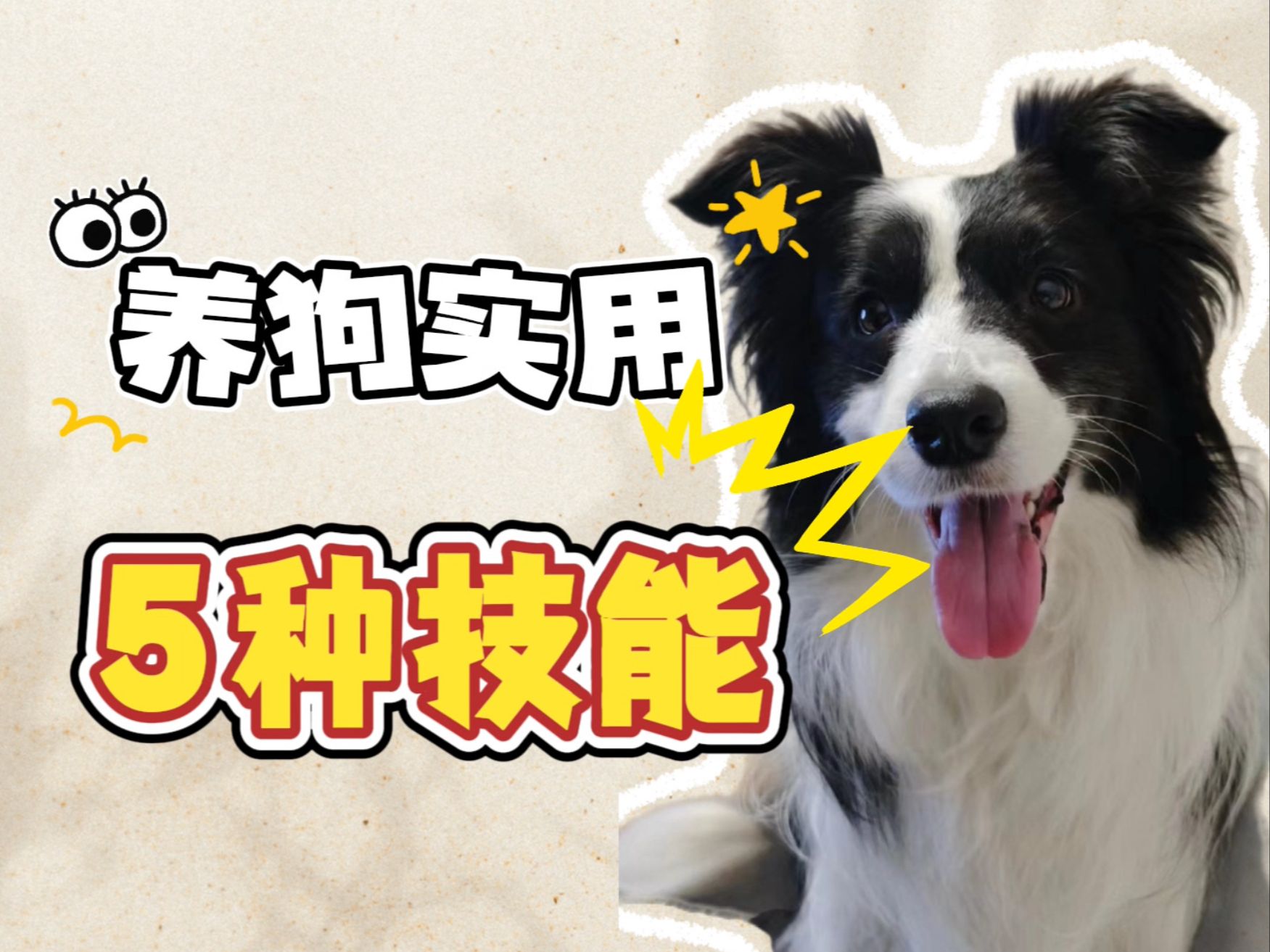 5个技能帮你get训犬正确的打开方式哔哩哔哩bilibili