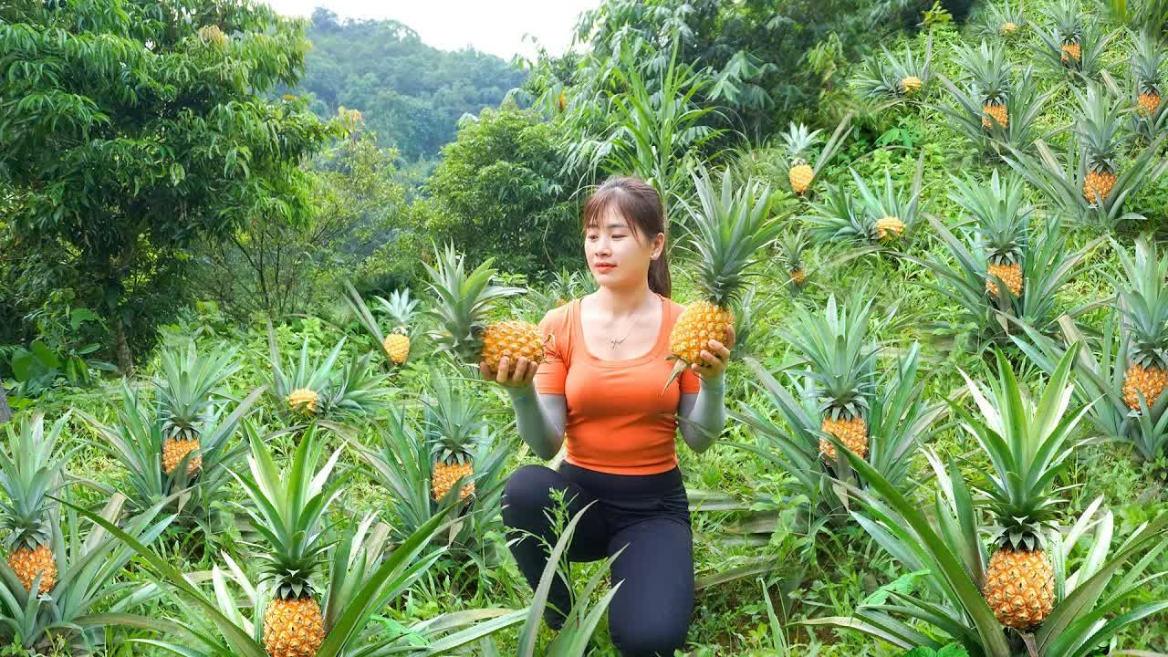 美丽村姑收获菠萝去市场销售收获和保存玉米哔哩哔哩bilibili