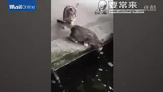 Скачать видео: 恐怖魚吃猫少女嚇到狂叫