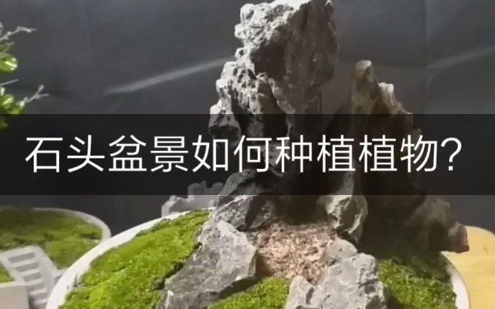 [图]石头盆景如何种植植物 苔藓微景观