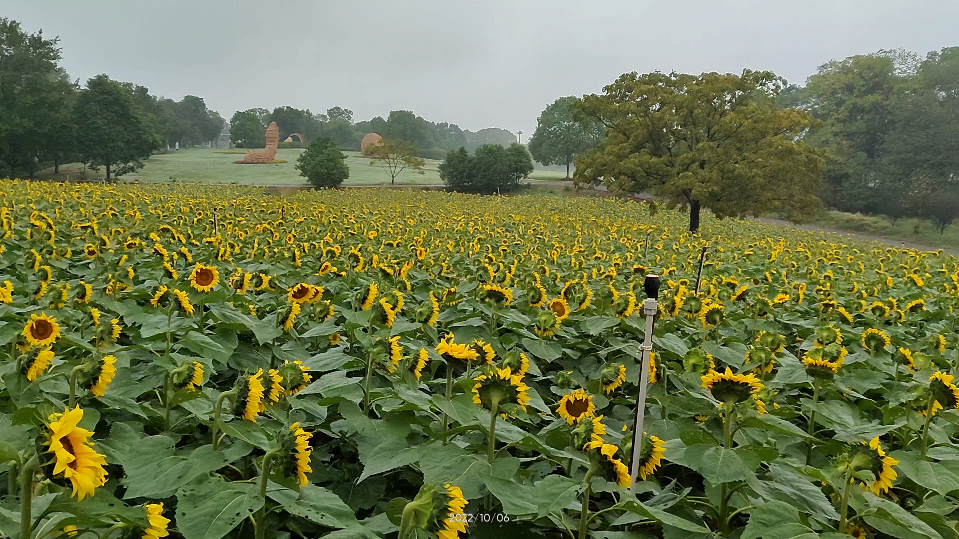 桠溪国际慢城向日葵花海