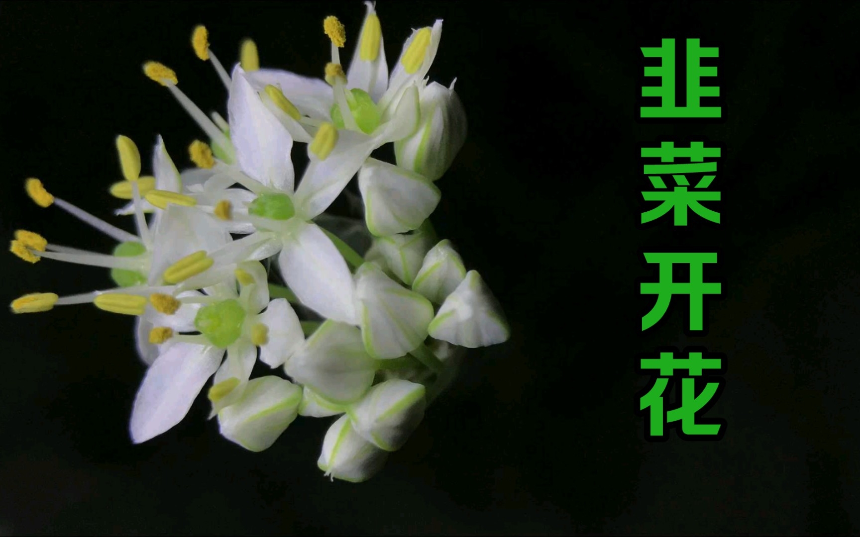 [图]韭菜开花，做成韭花酱之前好美