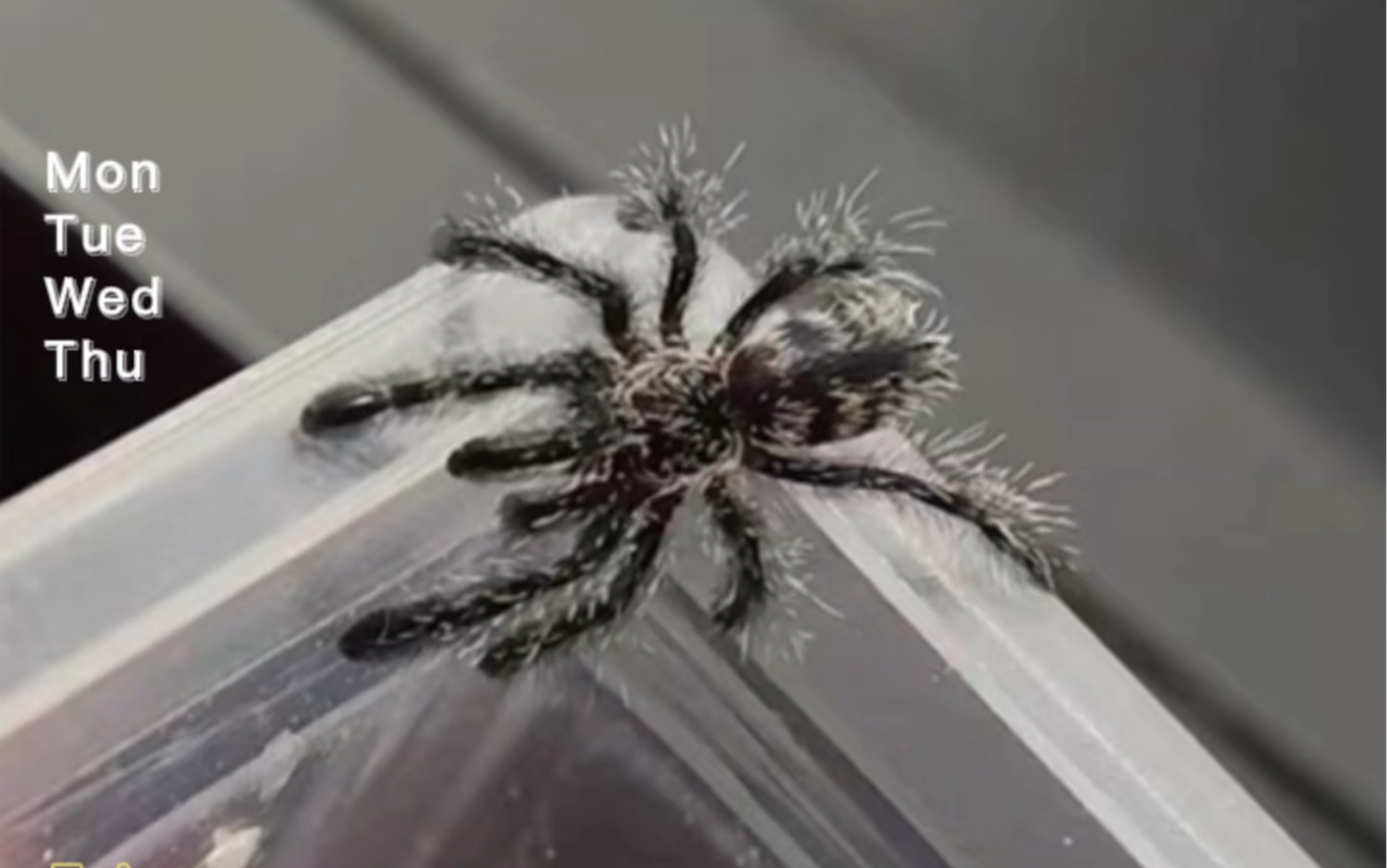 哥伦比亚紫粉趾,简单开一下箱吧