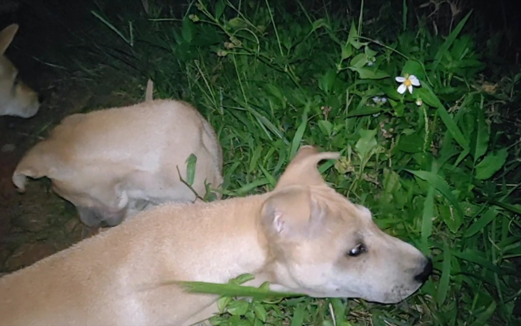 这就是传说中的草狗吗?