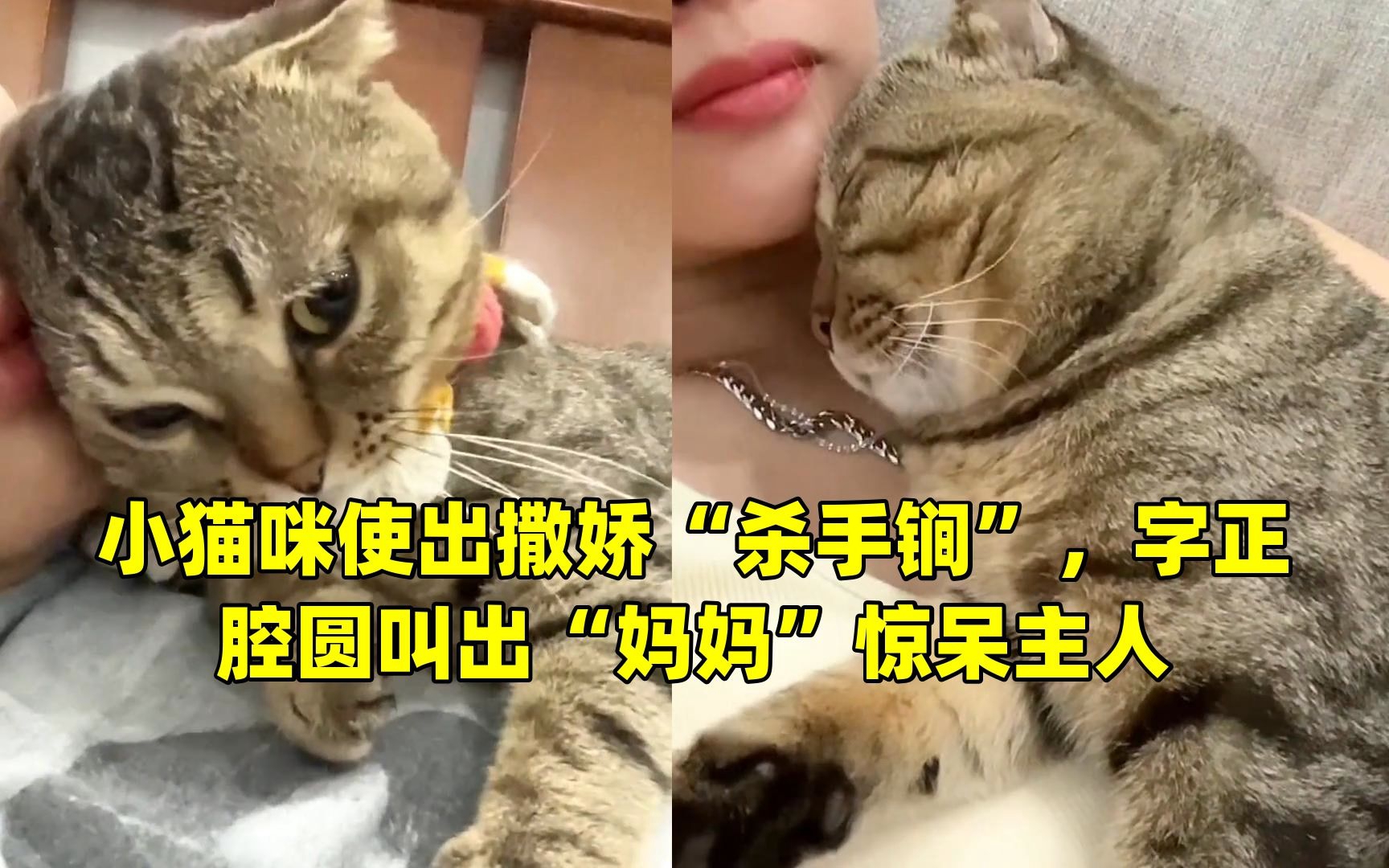 小猫咪使出撒娇“杀手锏”,字正腔圆叫出“妈妈”惊呆主人哔哩哔哩bilibili