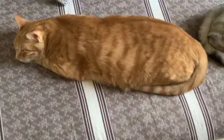 猫海参 搜索结果 哔哩哔哩弹幕视频网 つロ乾杯 Bilibili