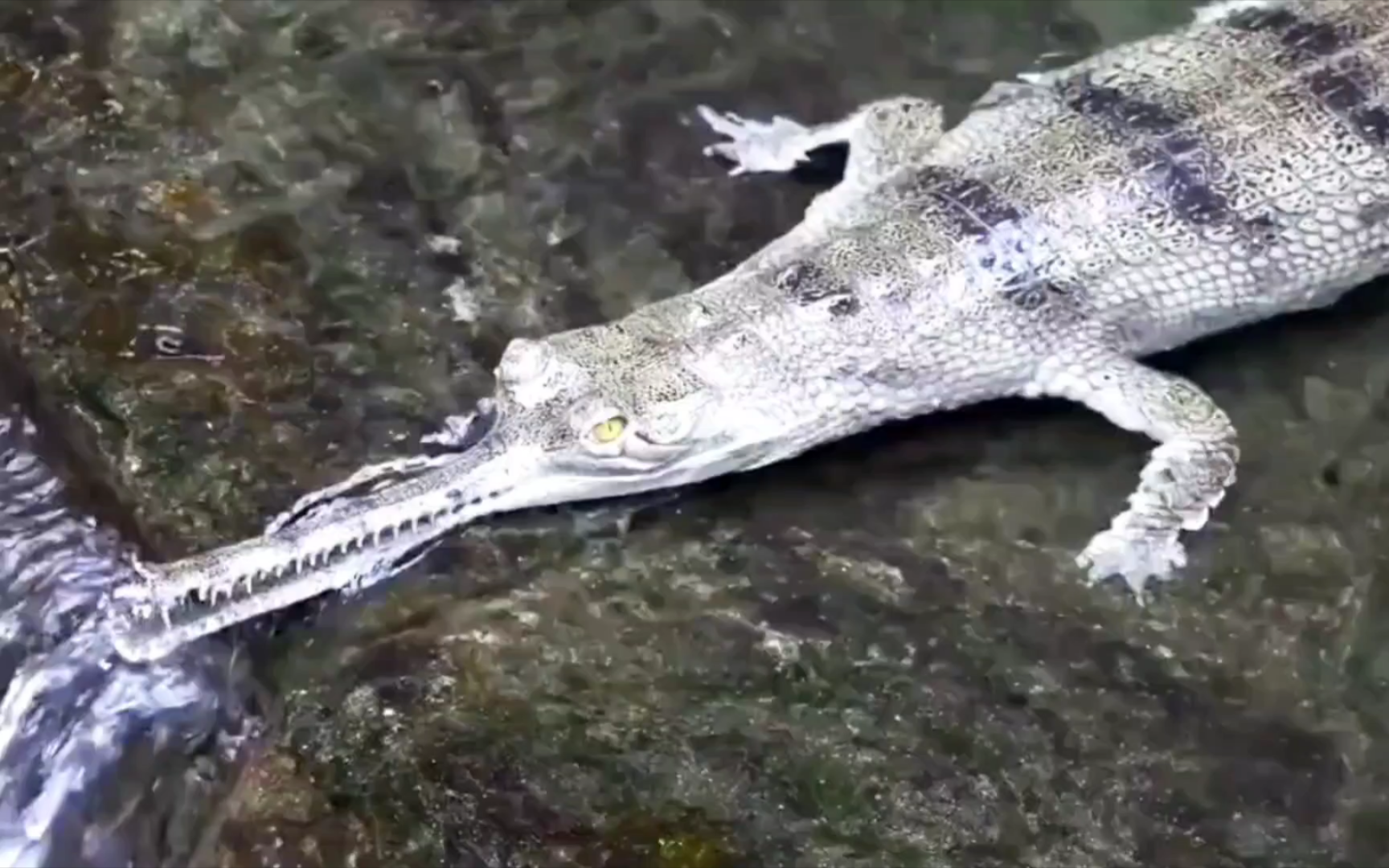 鳄鱼为什么叫crocodile为什么在线