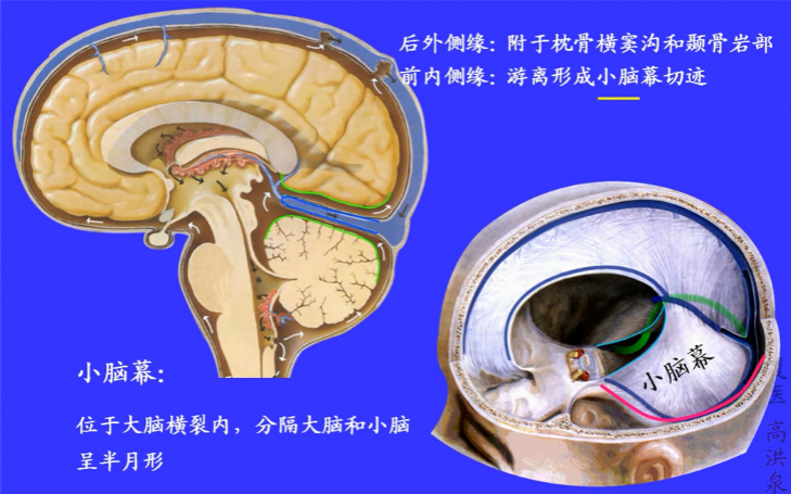 [图]厦医高洪泉老师：系统解剖学（神经系统）——5被膜与血管