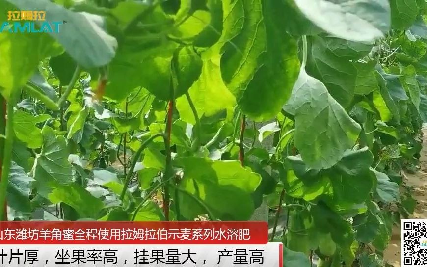 水溶肥品牌-山東濰坊羊角蜜全程使用拉姆拉伯示麥水溶肥,產量高