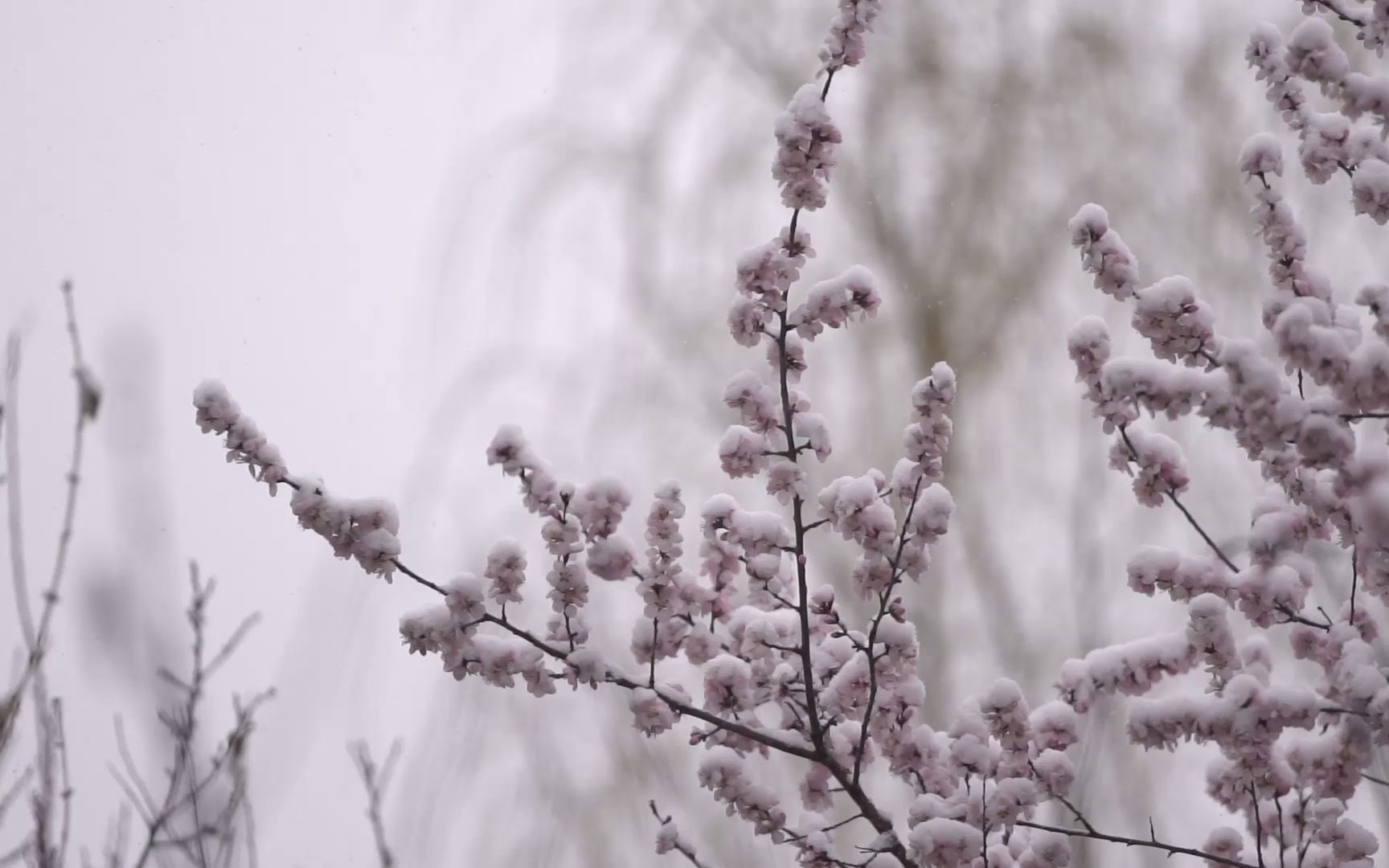 [图]当春花遇上春雪，给你一个童话般的中石大