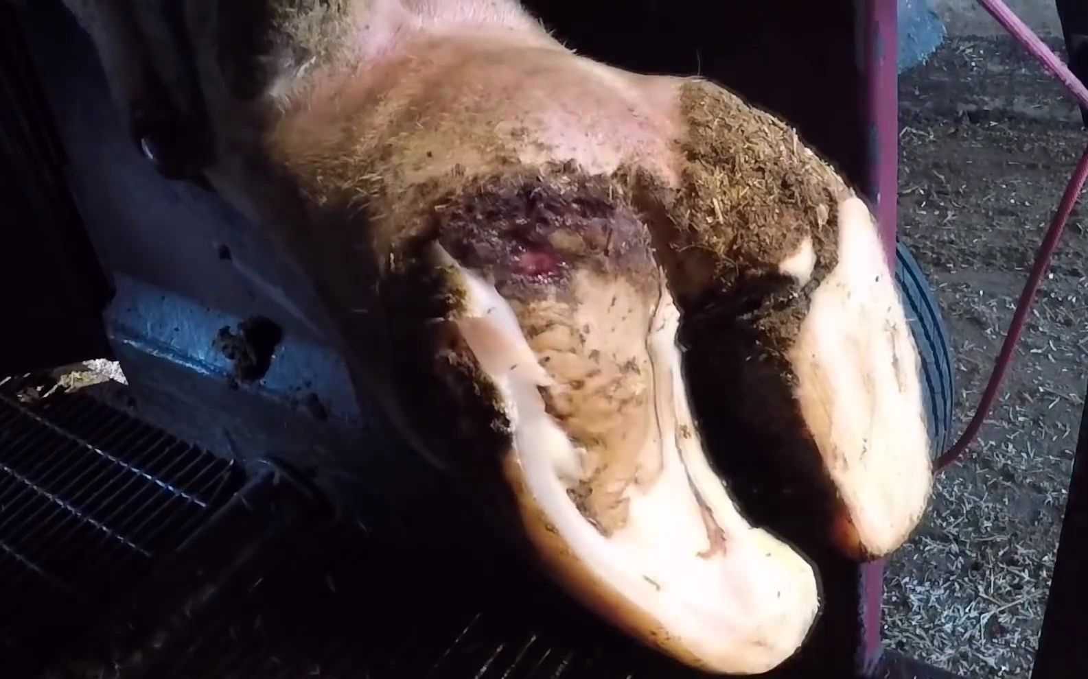 教你们修牛蹄好好看好好学!