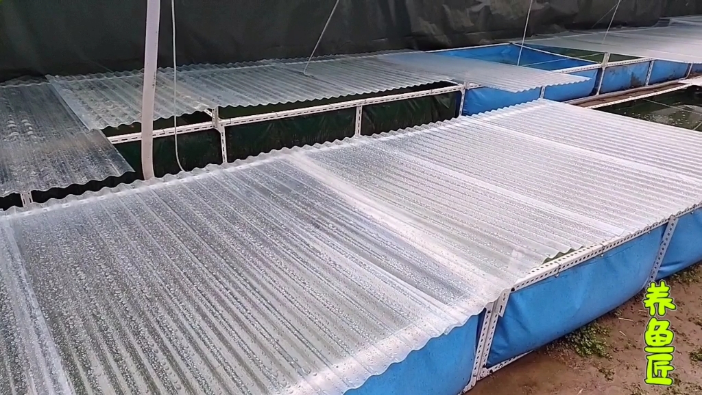 冒雨给兰寿鱼池加盖防雨板,轻松应对雨水对水质的影响,免去换水