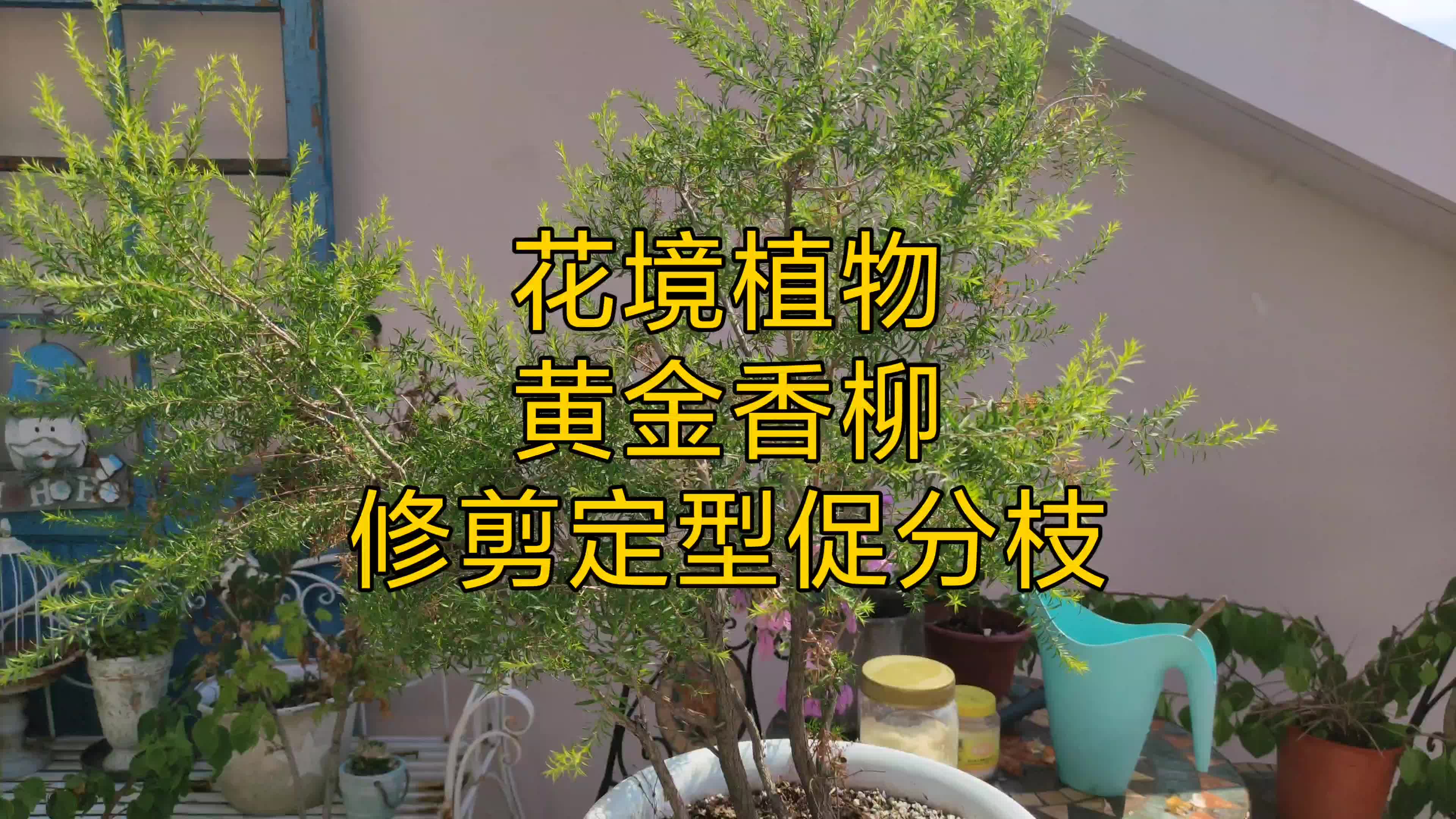 花镜植物黄金香柳的秋季修剪哔哩哔哩bilibili