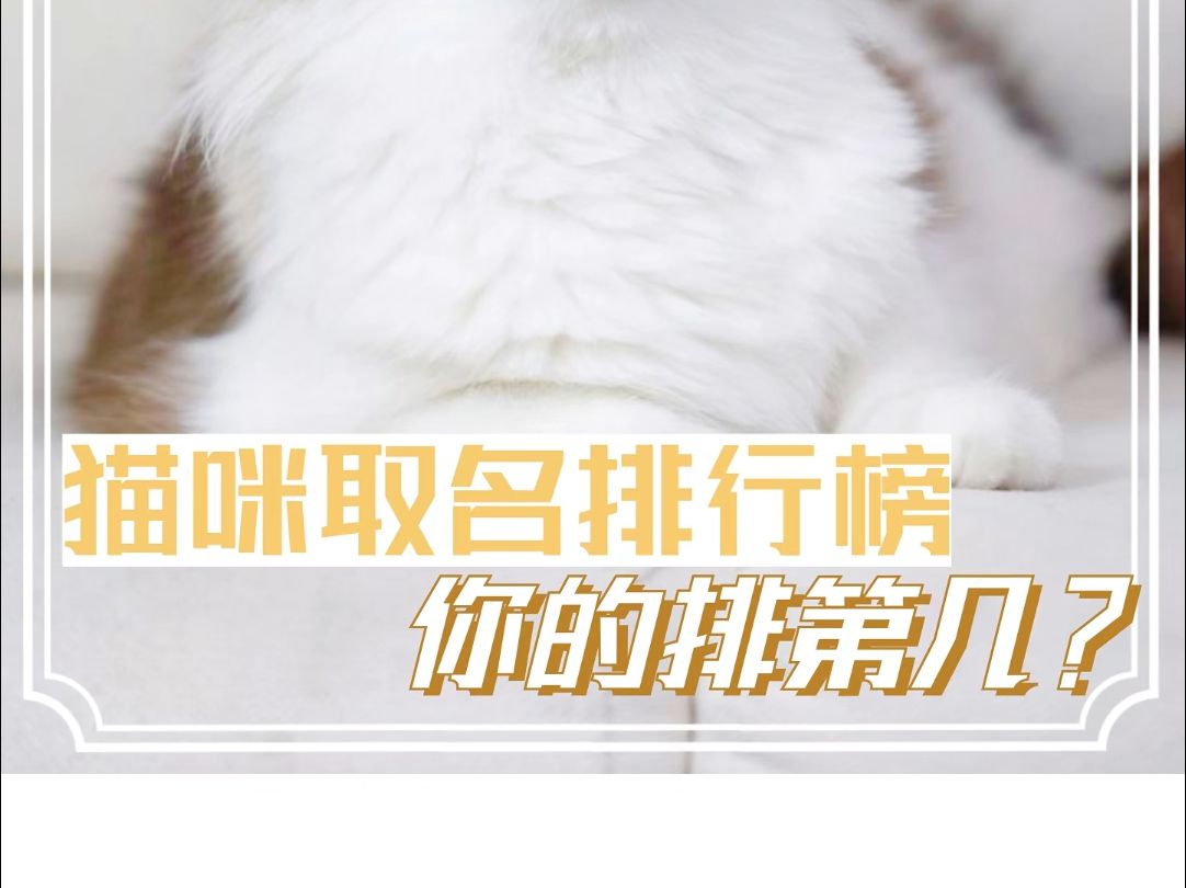 猫咪取名排行榜,你的排第几?哔哩哔哩bilibili