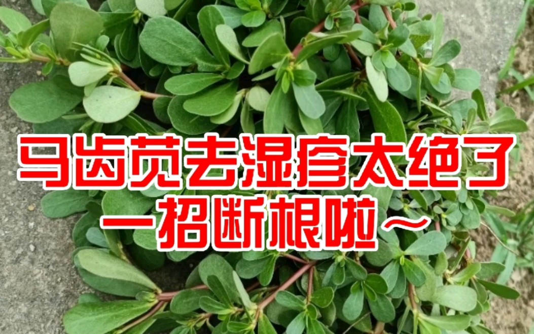 马齿苋湿敷去湿疹太绝了,轻轻松松断根啦～_哔哩哔哩_bilibili