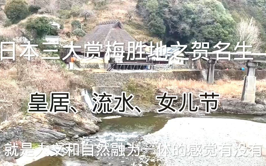 [图]. 自驾游日本三大赏梅胜地之贺名生，稻草屋顶的皇居、三月三女儿节